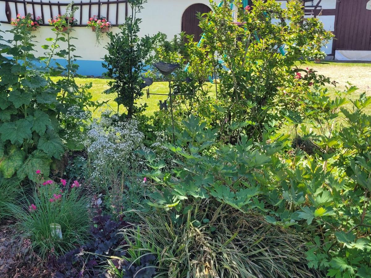 Cosy Holiday Home In Schleithal With Garden エクステリア 写真